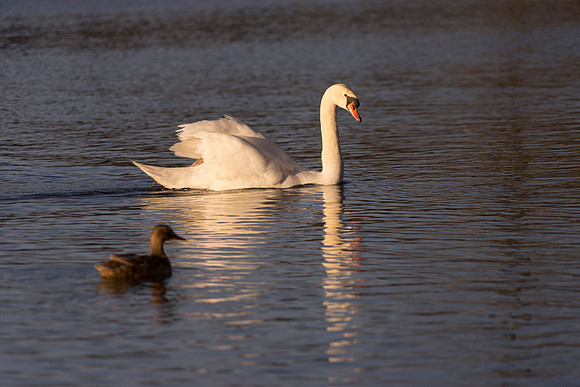 SS_Swan_0875