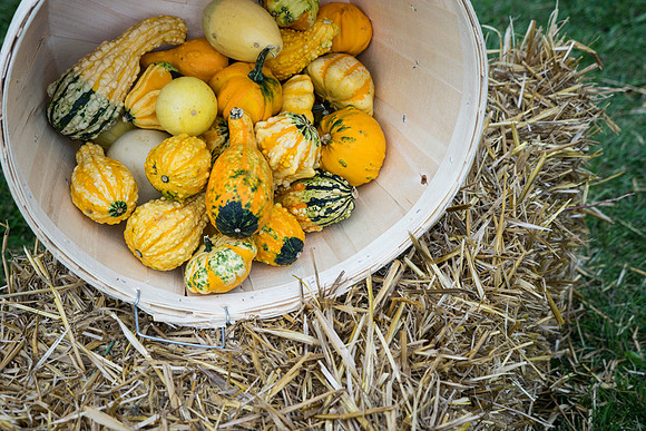 SS_Garlic Festival_715