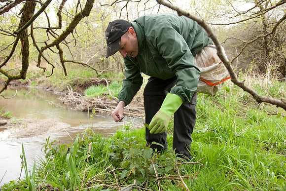 STA_Foraging_034
