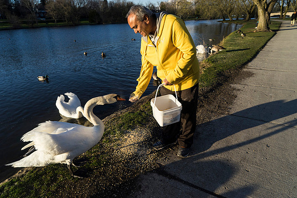 SS_Swans_521