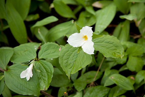 STA_Foraging_057