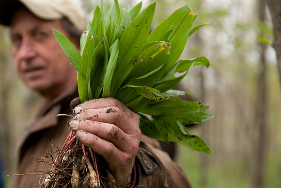 STA_Foraging_174_1