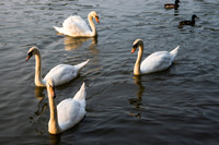 Swans