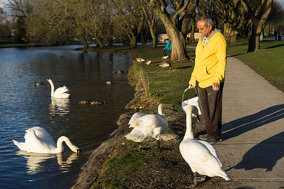 SS_Swans_519