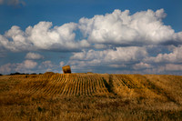 Harvest