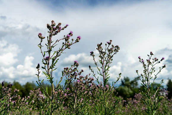 PCSP_LynneRiver_089