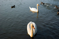 SS_Swans_523