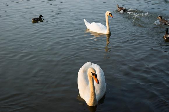 SS_Swans_523