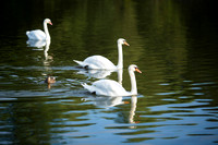 SS_Swans_529
