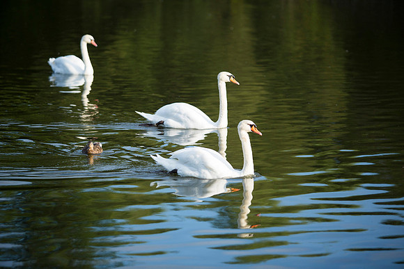 SS_Swans_529