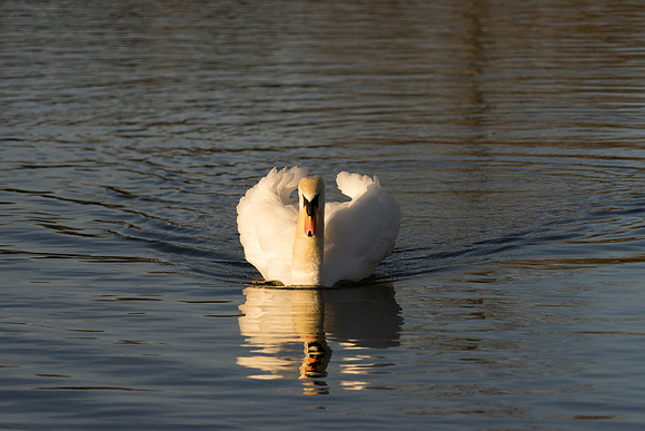 SS_Swan_0876