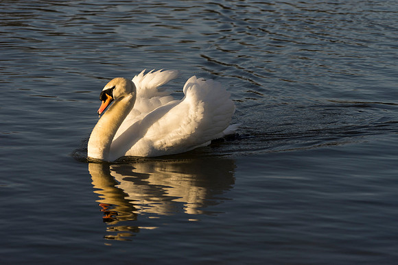 SS_Swan_0877