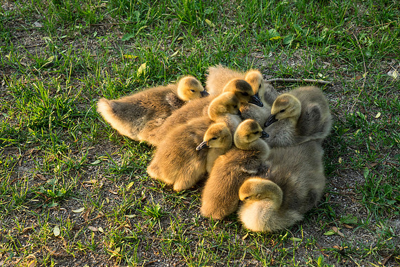 SS_Swan_0864