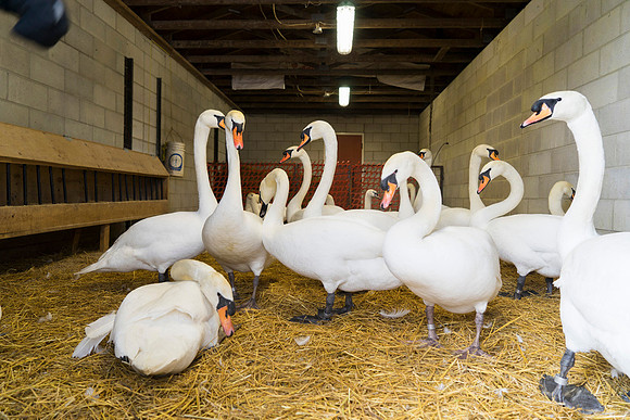 SS_SwanParade_0905