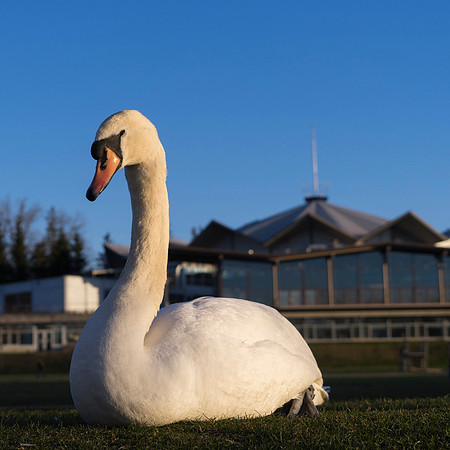 SS_Swan_0884