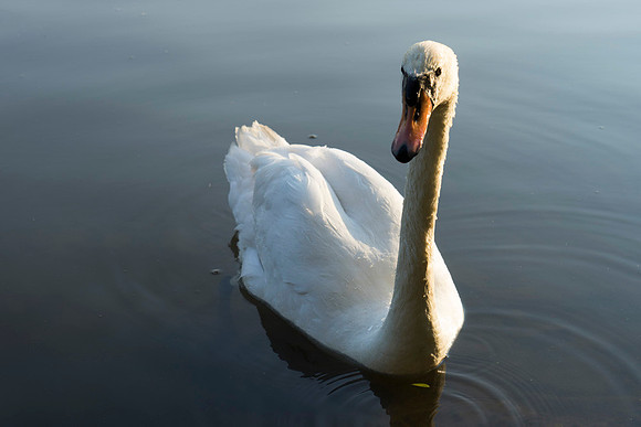 SS_Swans_543