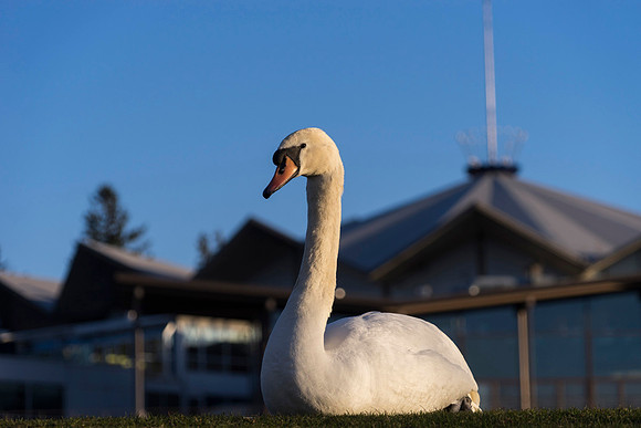 SS_Swan_0883