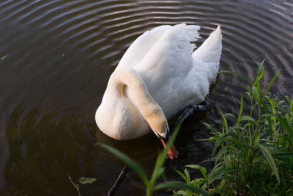 SS_Swan_1015