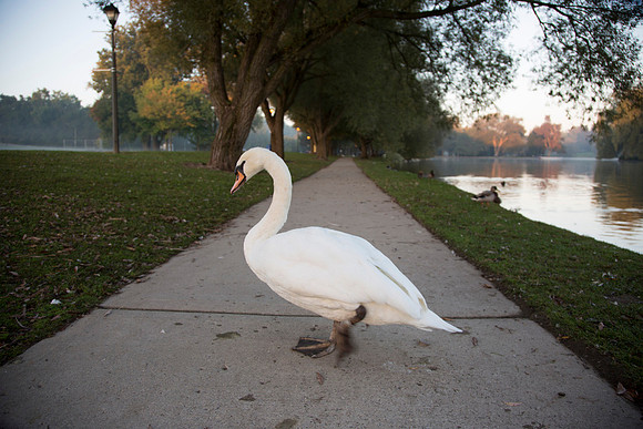 SS__Swan_1159