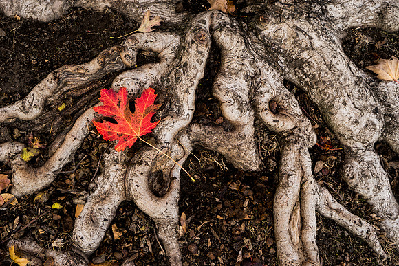 Lone Leaf