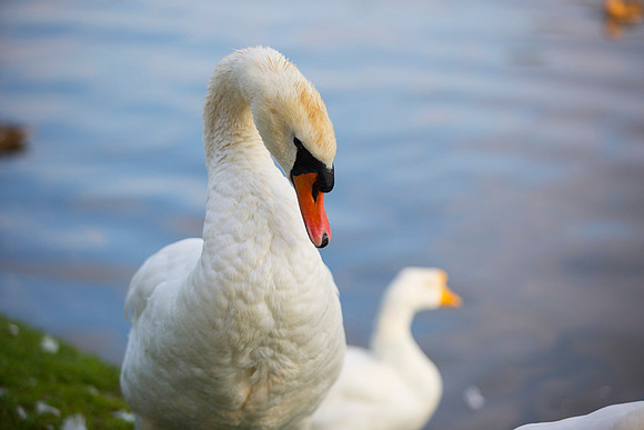 SS_Swan_0872
