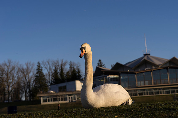 SS_Swan_0898