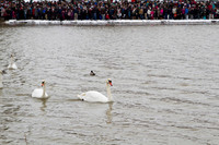 SS_SwanParade_0918