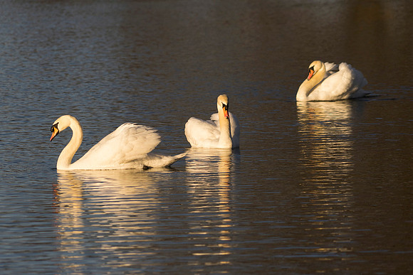 SS_Swan_0879