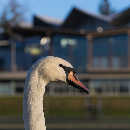 SS_Swan_0880
