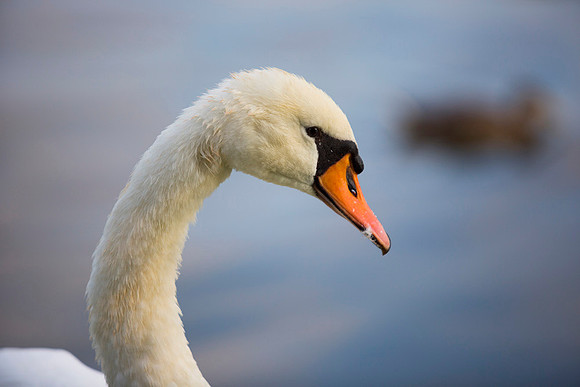 SS_Swans_526