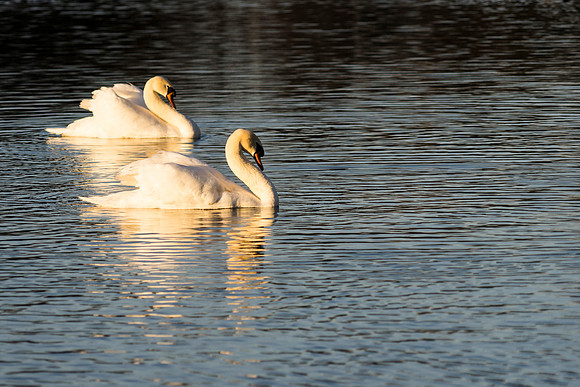 SS_Swan_0888