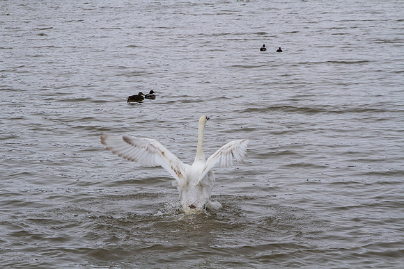 SS_SwanParade_0925
