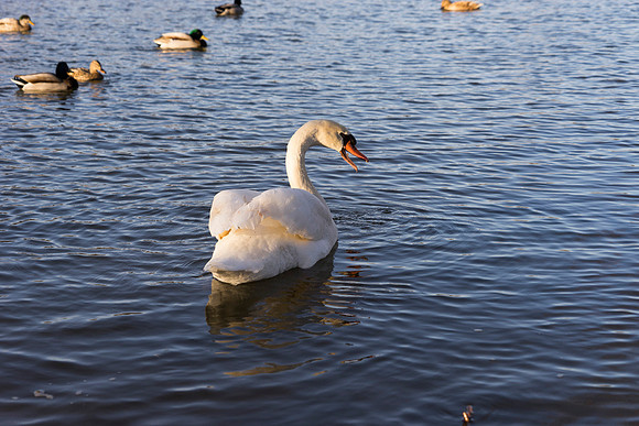 SS_Swan_0874
