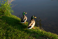 SS_Swans_537