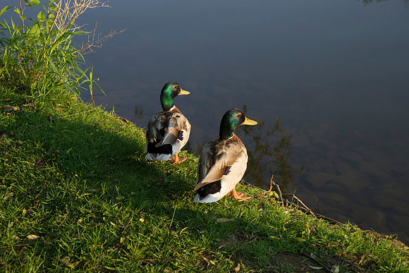 SS_Swans_537