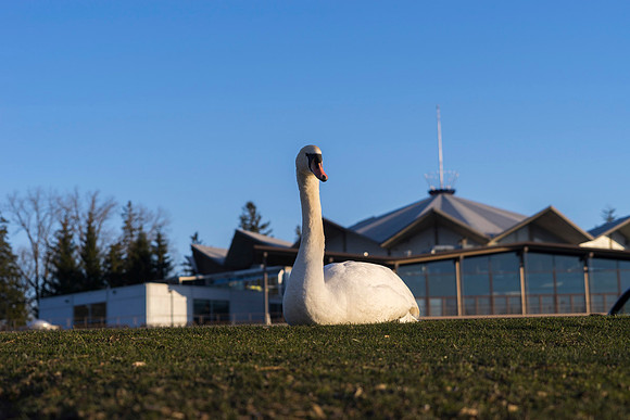 SS_Swan_0885