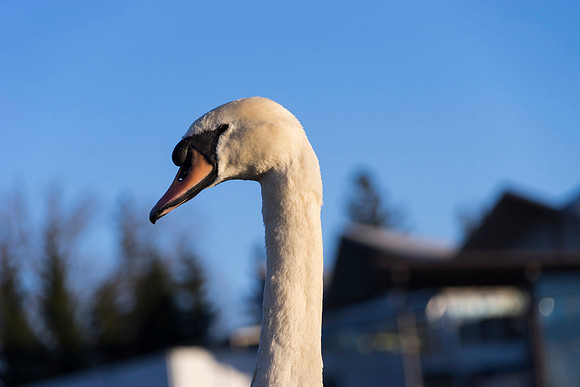 SS_Swan_0899