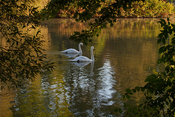 SS__Swan_1158