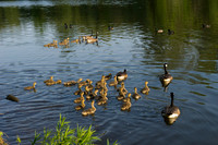 SS_Swans_540