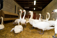 SS_SwanParade_0906