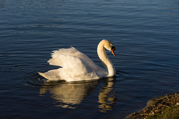SS_Swan_0889