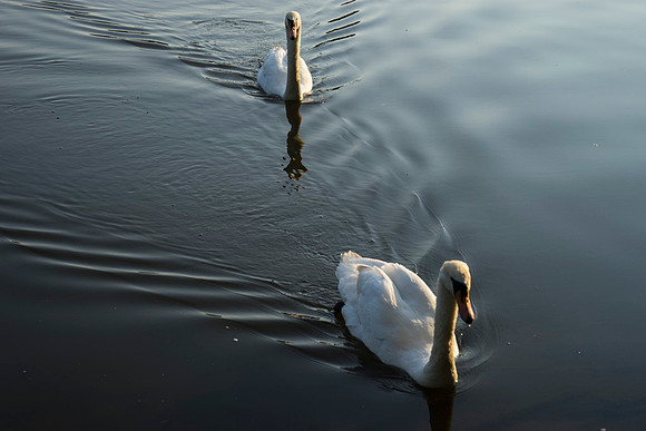 SS_Swans_538