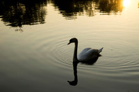 SS_Swans_532