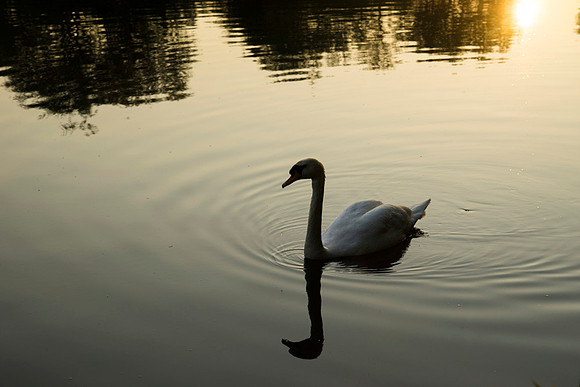 SS_Swans_532