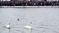 SS_SwanParade_0919