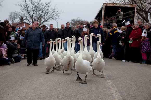 P9Swan_0567