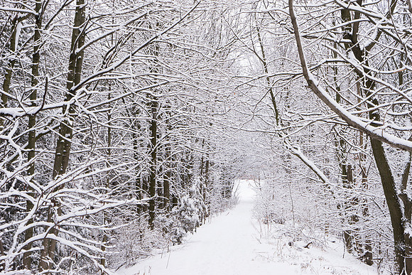 SS_Scenic_0989