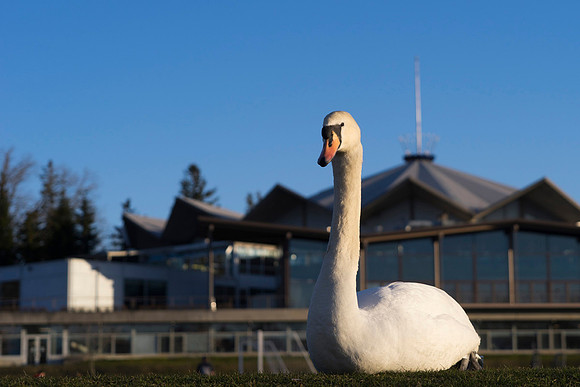 SS_Swan_0881