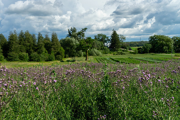 PCSP_LynneRiver_092