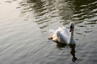 SS_Swans_524